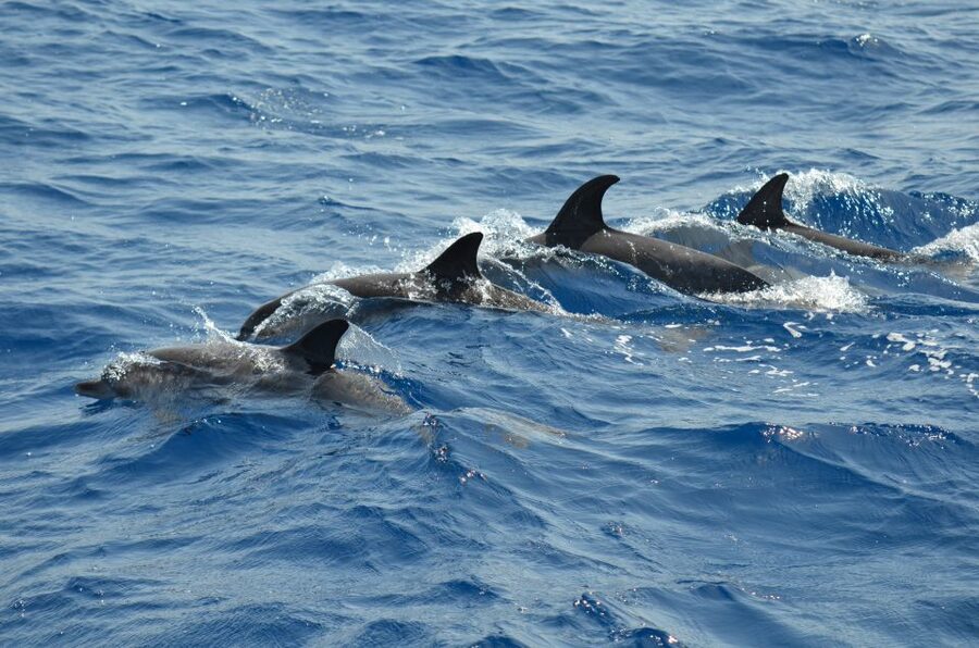 From Los Gigantes: Whale Watching Sailboat Cruise - Tapas and drinks onboard: where the value shows