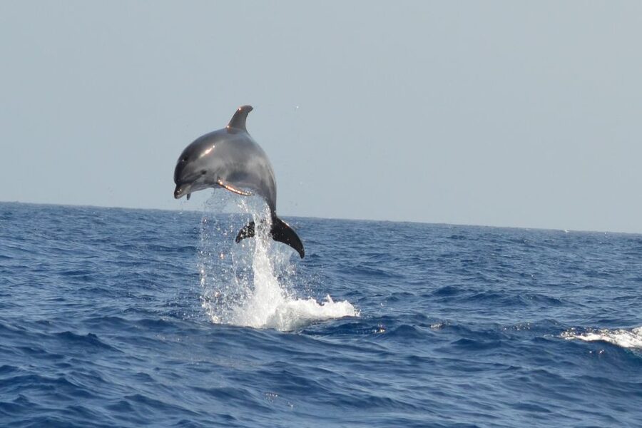 From Los Gigantes: Whale Watching Sailboat Cruise - Price and value: is $88 fair for Tenerife whale watching?