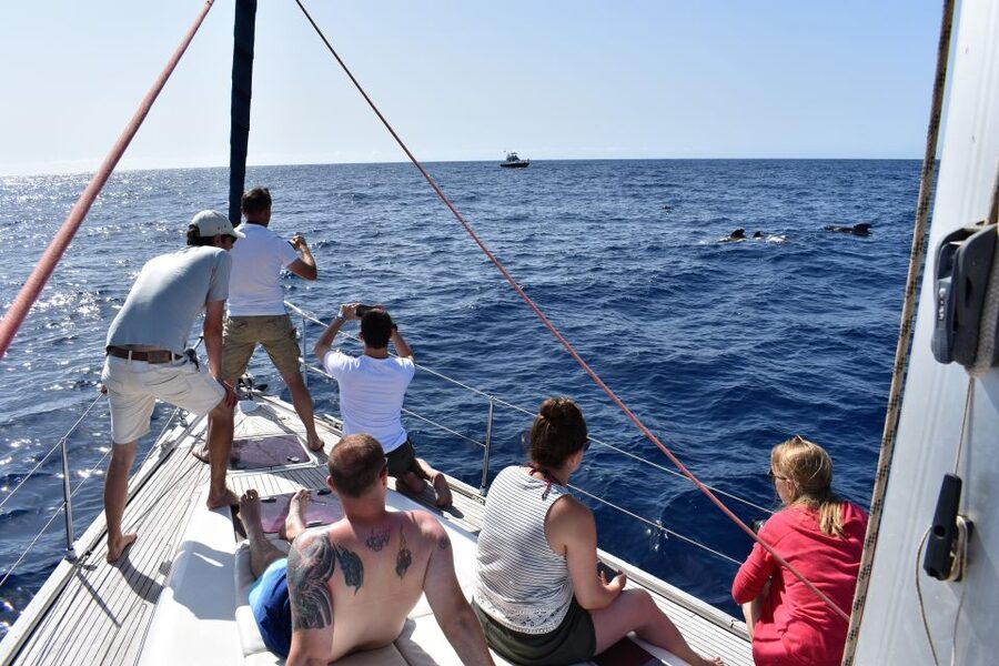 From Los Gigantes: Whale Watching Sailboat Cruise - Who should book this cruise, and who should think twice