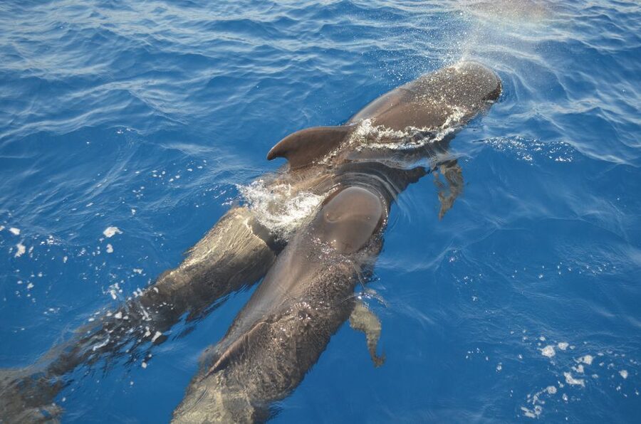 From Los Gigantes: Whale Watching Sailboat Cruise - Picarus Sailing Club: your start point and what to expect on board
