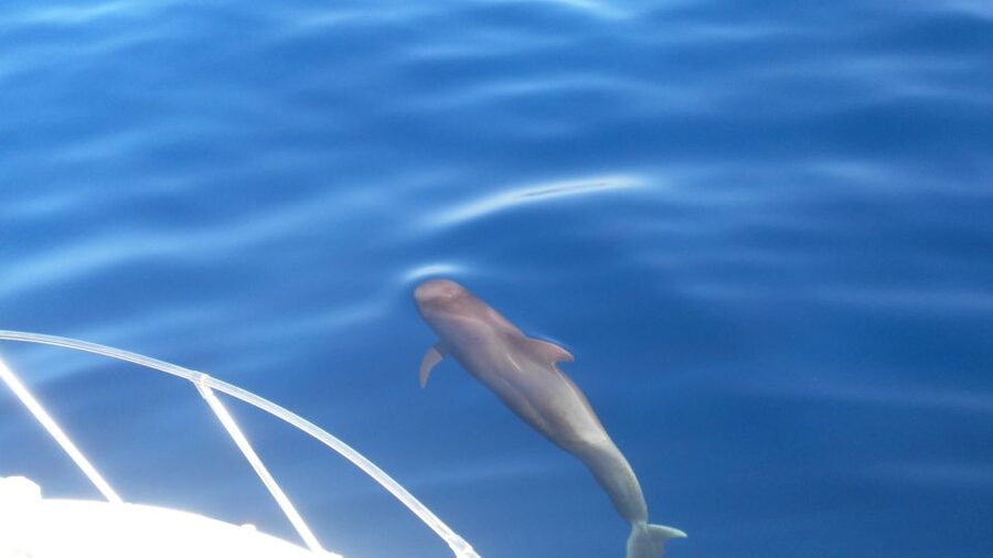 From San Juan beach : Marine Life Cruise - Key highlights worth your attention
