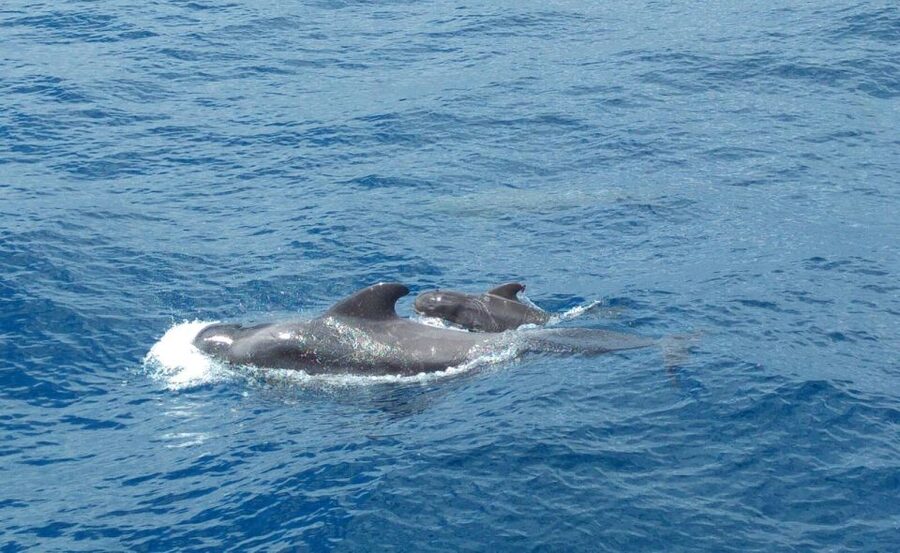 From San Juan beach : Marine Life Cruise - From Playa San Juan to the Pilot Whale area in about 3 hours