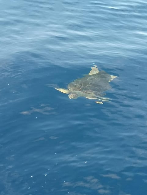 From San Juan beach : Marine Life Cruise - What you might see: pilot whales, dolphins, and more