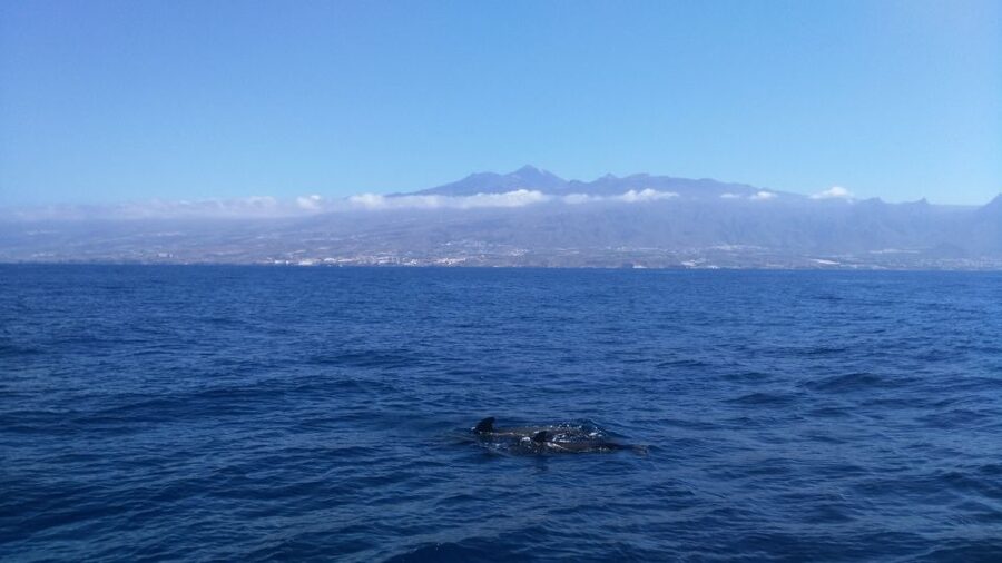 From San Juan beach : Marine Life Cruise - Food, drinks, and the real value of the $77 price