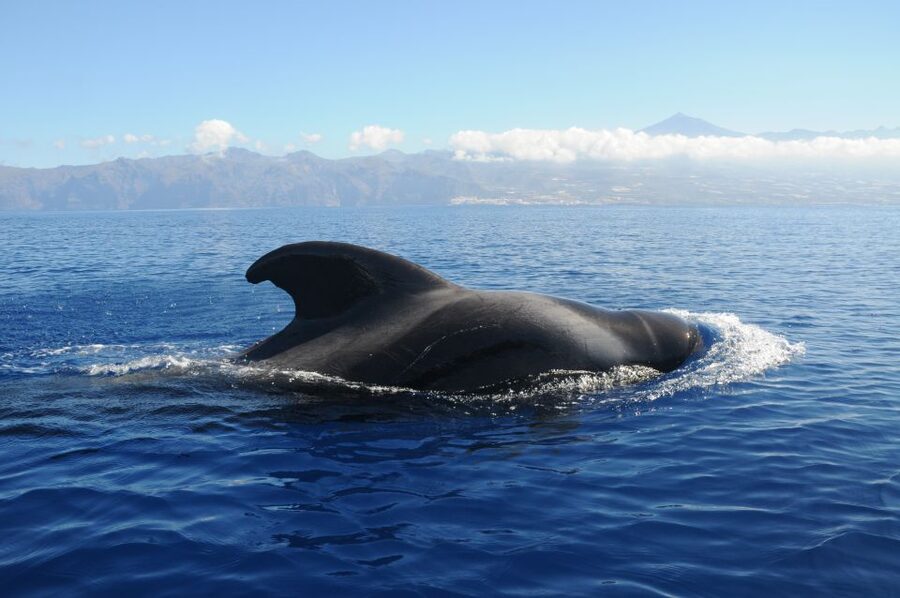 From San Juan beach : Marine Life Cruise - What the Sea Passion setup feels like onboard