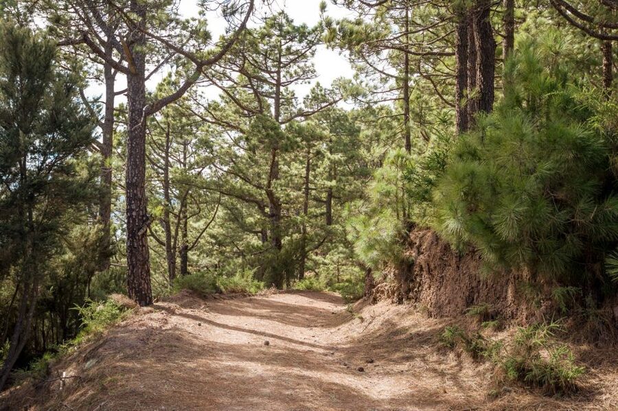 From Santa Cruz: Teide Volcano, Icod, & Garachico Tour - What to bring (and what to watch out for)