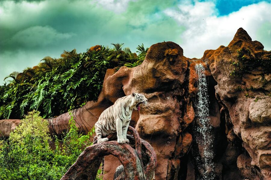 From South Tenerife: Loro Park Zoo Ticket & Hotel Transfers - Food and Money Inside the Park (and the Smart Lunch Hack)