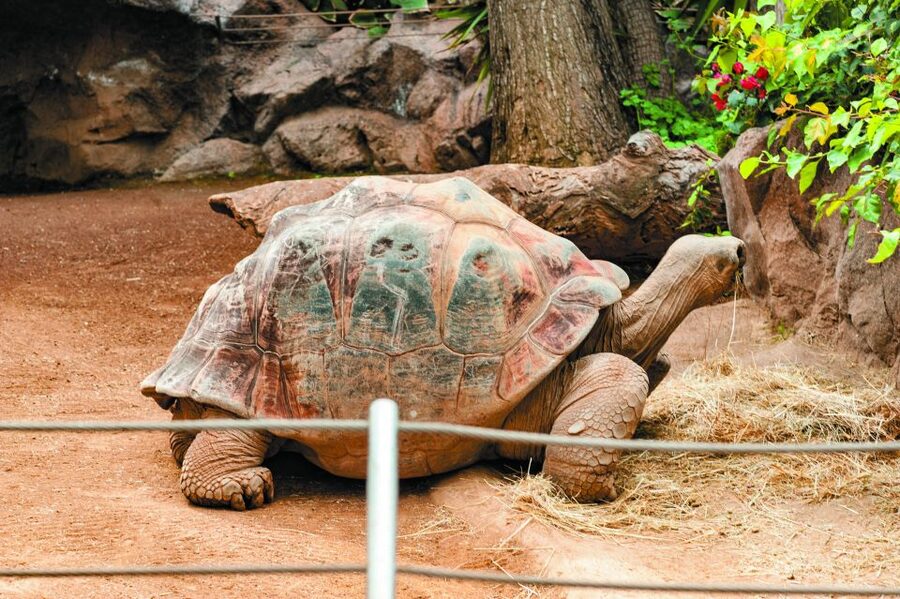 From South Tenerife: Loro Park Zoo Ticket & Hotel Transfers - Who This Is Best For