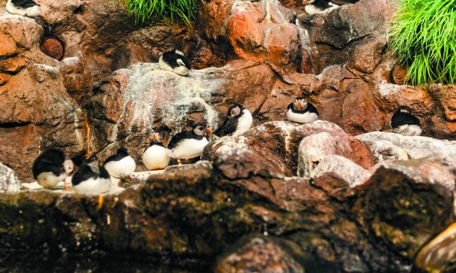 From South Tenerife: Loro Park Zoo Ticket & Hotel Transfers - Price and Value: Is $75 a Good Deal?