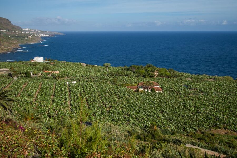 From South Tenerife: VIP Grand Tour Tenerife island - Garachico, Icod de los Vinos, and the Vilaflor pass