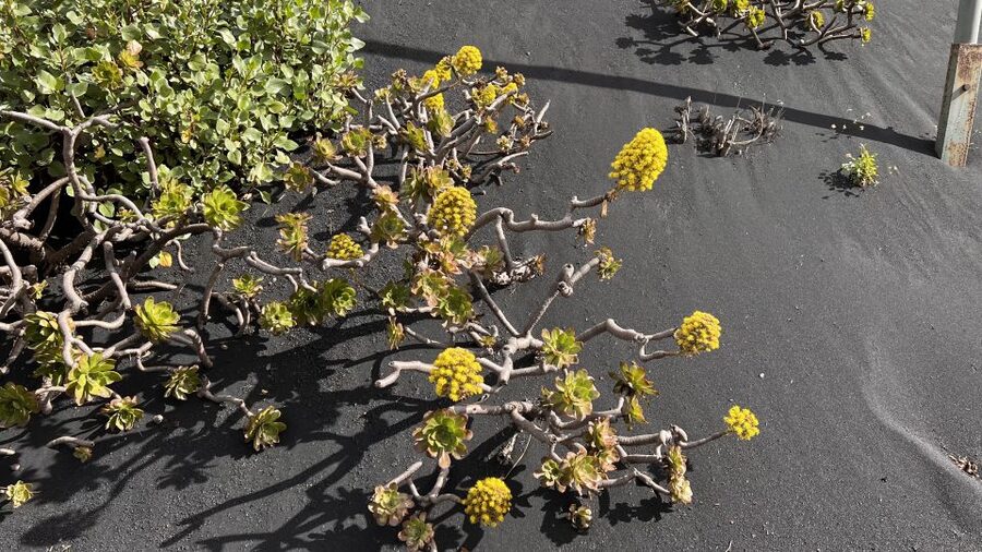 From Tenerife: Day Trip to La Palma Volcanic Landscapes - Basso Lanzone’s Route: Why the Day Feels More Than a Checklist