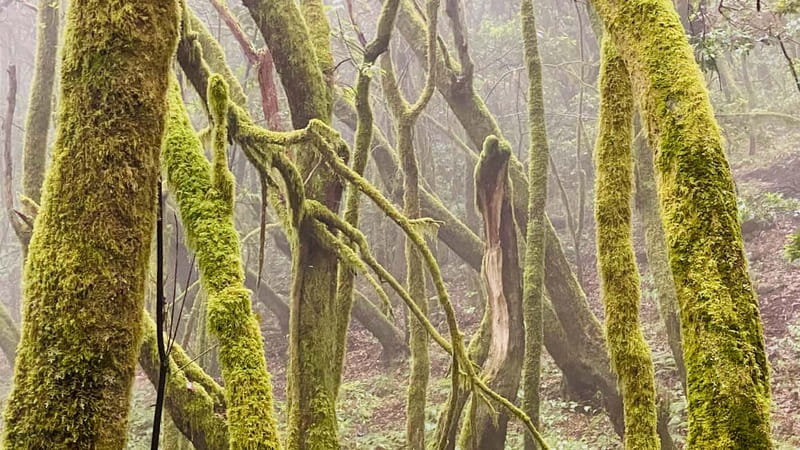 From Tenerife South: La Gomera Full-Day Trip with Transfers - Garajonay National Park and the Laurisilva forest walk