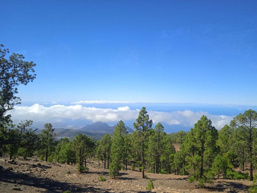 From Tenerife: Teide National Park Guided Day Trip by Bus - Inside the park: pine forests, endemic plants, and wild canaries