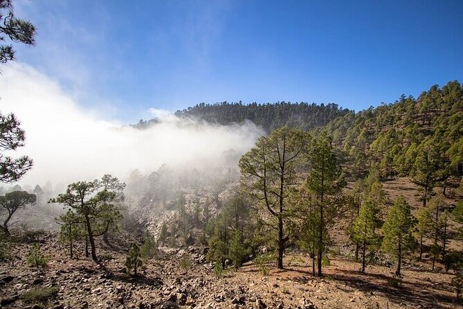 Full Day Small Group Tour to Masca and Teide From North Tenerife - Teide National Park: pine forest to volcanic reality