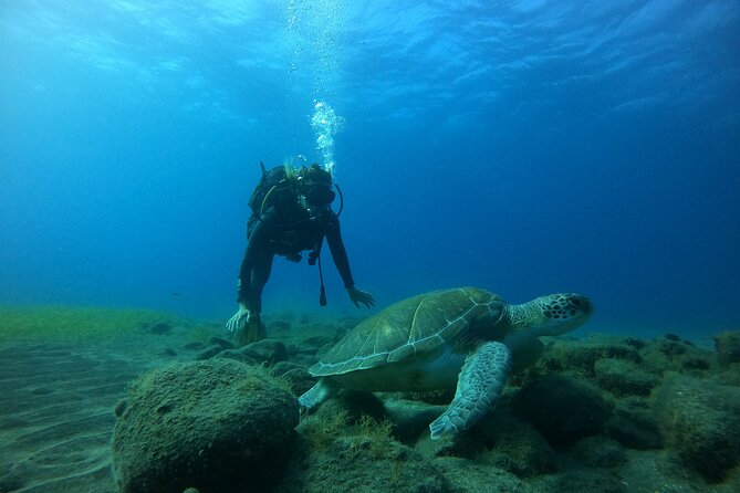 Fun Dive With Scuba Point in Los Cristianos - What You Might See: Fish, Octopus, Cuttlefish, Turtles, Manta Rays