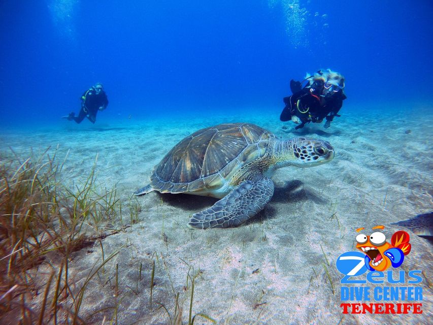 Gran Canaria Scuba Diving for Certified Divers - Shore vs boat on Gran Canaria: wrecks, reefs, and Atlantida Park