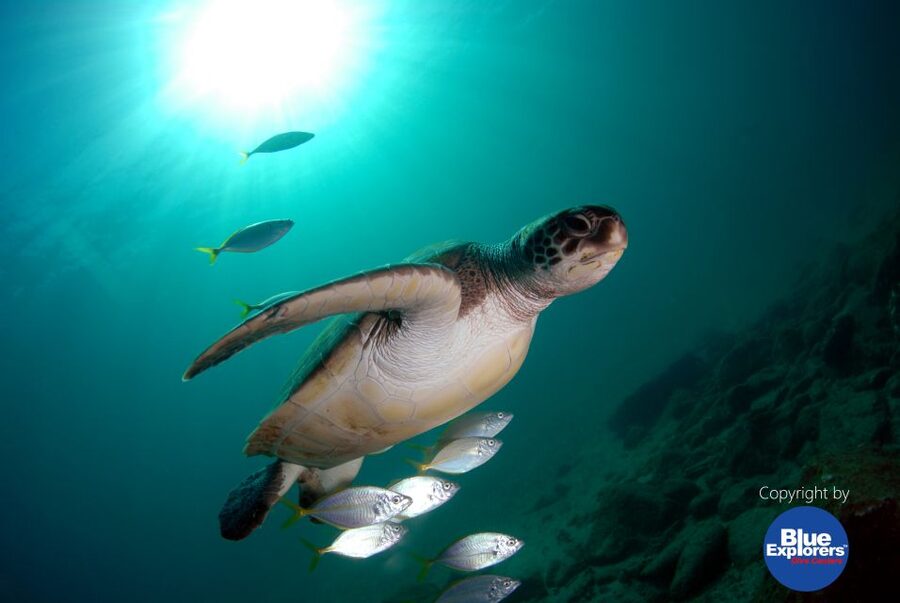 Gran Canaria Scuba Diving for Certified Divers - What you’ll actually see: volcanic rock, gorgons, and big-animal moments