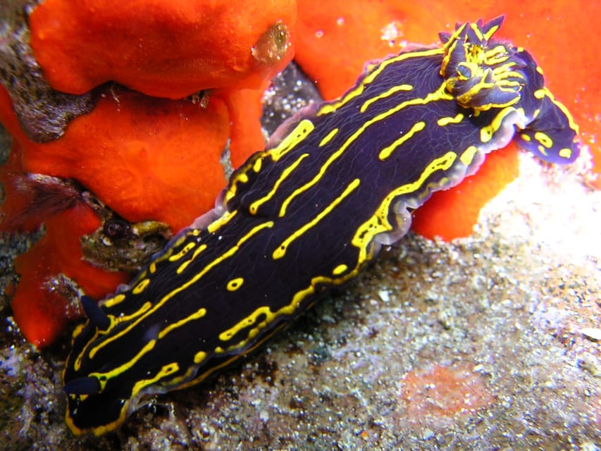 Gran Canaria Scuba Diving for Certified Divers - Instructors, safety gear, and why small groups change the whole experience