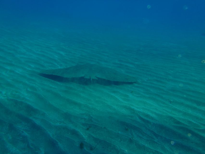Gran Canaria Scuba Diving for Certified Divers - Price and value: what $141 covers, and what might cost extra