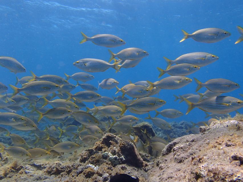 Gran Canaria Scuba Diving for Certified Divers - Should you book this Gran Canaria underwater day?