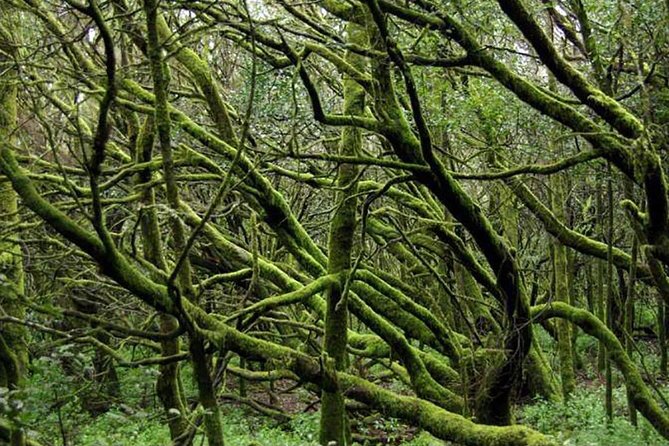 Grand Tour Tenerife - Full-Day Private VIP Tour - El Drago Milenario: A Quick Nature Detour That Changes the Mood