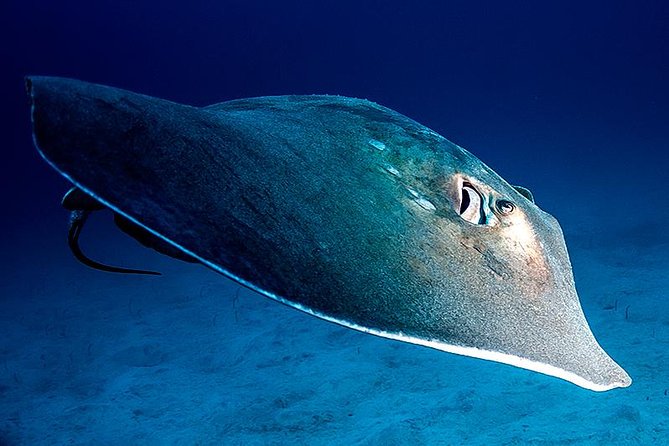 Guided Boat Dives for Certified Divers - Key Highlights You’ll Feel Right Away