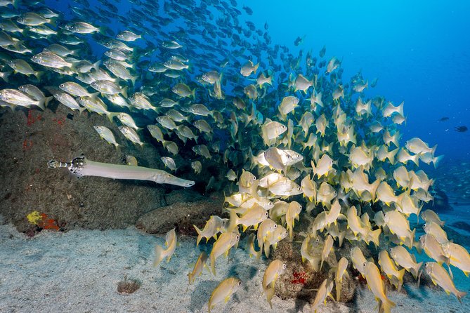 Guided Boat Dives for Certified Divers - Choosing 1 to 10 sessions: customize your time without losing the structure