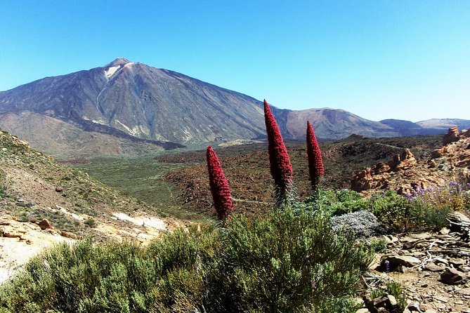 Guided Hike - The Tajinaste Trail - Why May’s Tajinastes make this hike worth your time