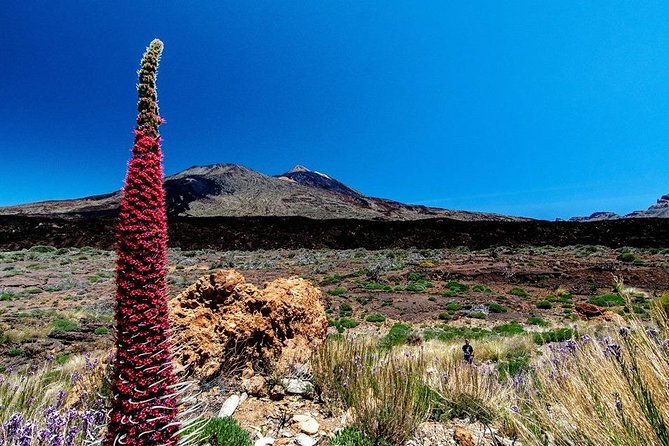 Guided Hike - The Tajinaste Trail - Teide National Park stop: what you’ll actually look for