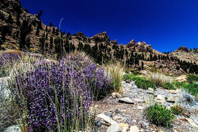 Guided Hike - The Tajinaste Trail - How the $87 price stacks up (and what you’re responsible for)