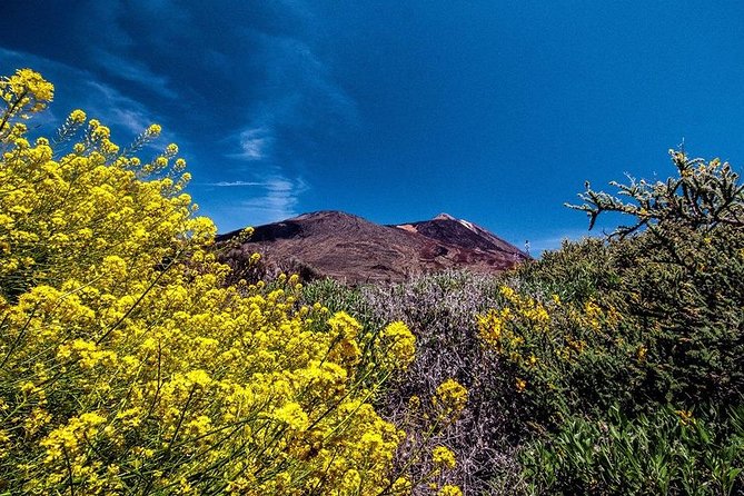 Guided Hike - The Tajinaste Trail - A day with Andy and Lynn: the kind of guiding that makes plants stick