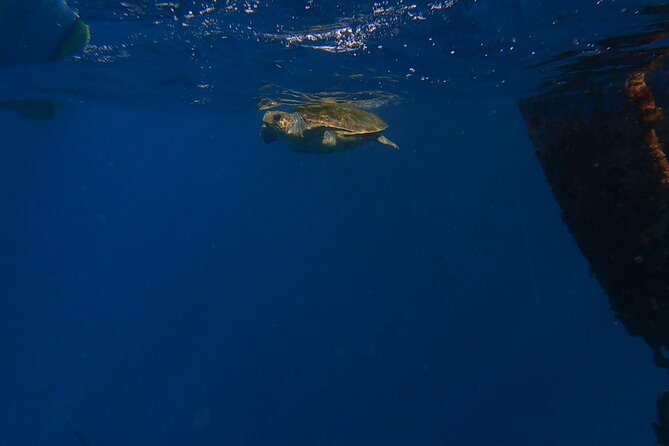 Guided Kayak Tour From Los Cristianos Beach Tenerife - Los Cristianos Launch: Why This Route Starts at Playa de Los Cristianos