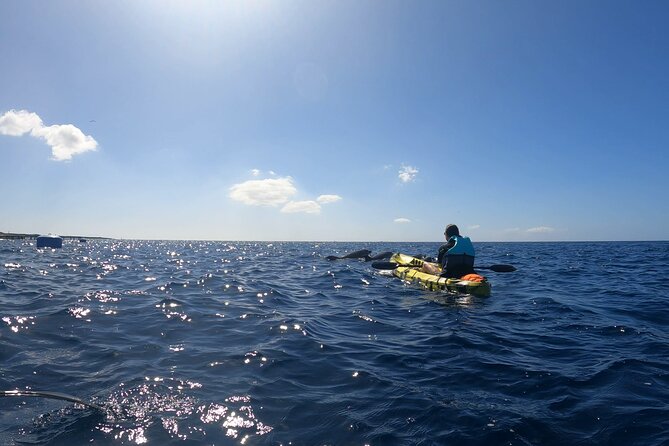 Guided Kayak Tour From Los Cristianos Beach Tenerife - Snorkeling With Guides: Marked Areas and First-Timer Support