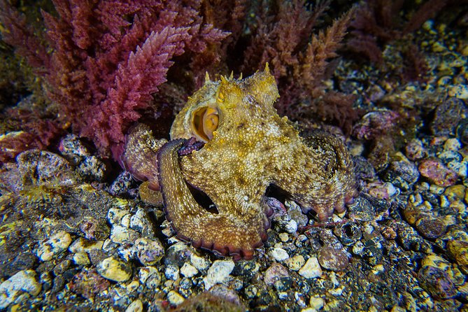 guided Scuba Diving on Tenerife (for certified divers) - Scuba Sessions in Tenerife’s Warm, Clear Water