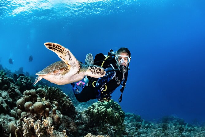 guided Scuba Diving on Tenerife (for certified divers) - Choosing Sites Around the Island: Volcanic Scenes and Sea Life