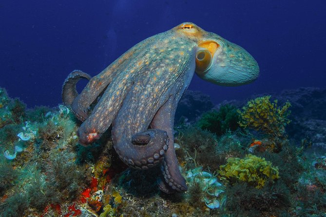 guided Scuba Diving on Tenerife (for certified divers) - Instructor Guidance and Gear: What You Get, What You Don’t
