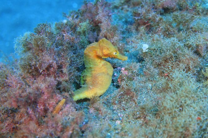 guided Scuba Diving on Tenerife (for certified divers) - Max 4 People: Why the Small Group Advantage Matters