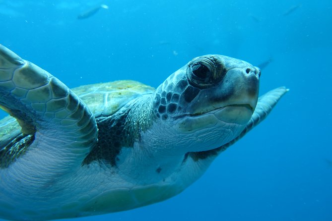 guided Scuba Diving on Tenerife (for certified divers) - Timing Options for Your Tenerife Day: Morning, Afternoon, Late Afternoon