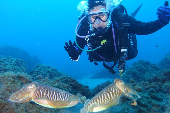 guided Scuba Diving on Tenerife (for certified divers) - Water Conditions, Depth Limits, and What to Plan For