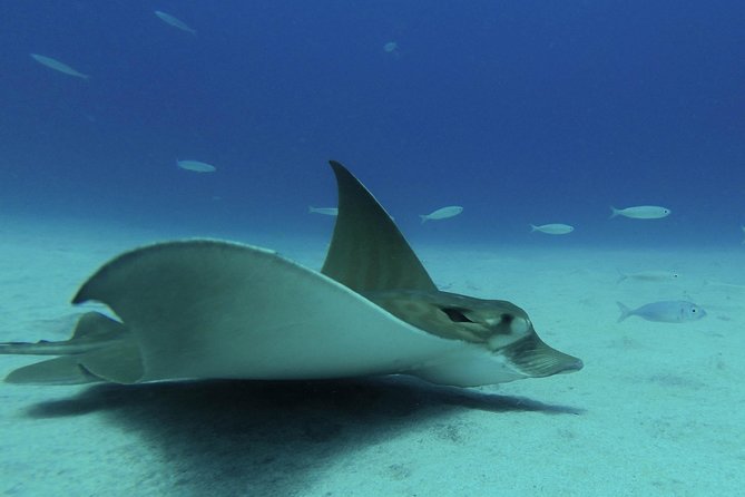 guided Scuba Diving on Tenerife (for certified divers) - Price and Value: Is $180.20 Worth It?