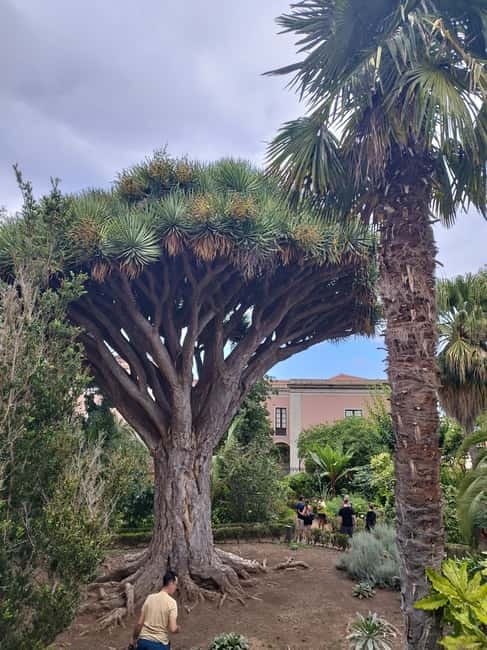 Guided walking tour in La Orotava 1:30 min, Tenerife - Key highlights you’ll actually feel on the ground
