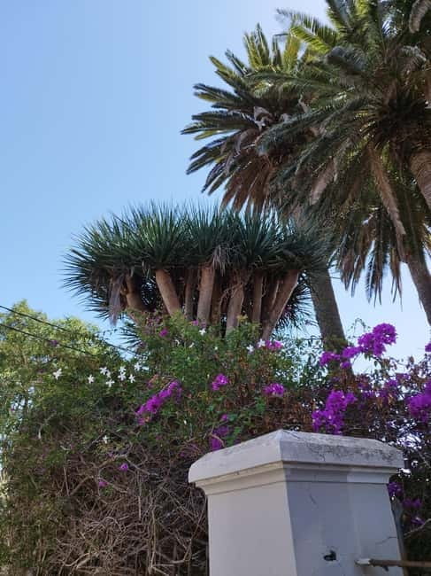 Guided walking tour in La Orotava 1:30 min, Tenerife - La Orotava’s Old Town in 90 Minutes: Why This Route Feels Right