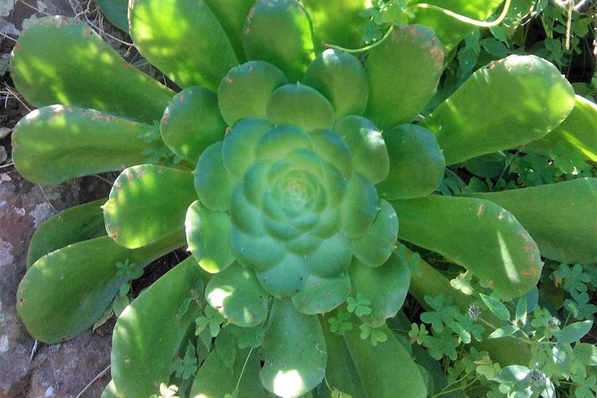 Hiking tour in the Anaga biosphere reserve in Tenerife - Price and value: what $119.21 really buys you