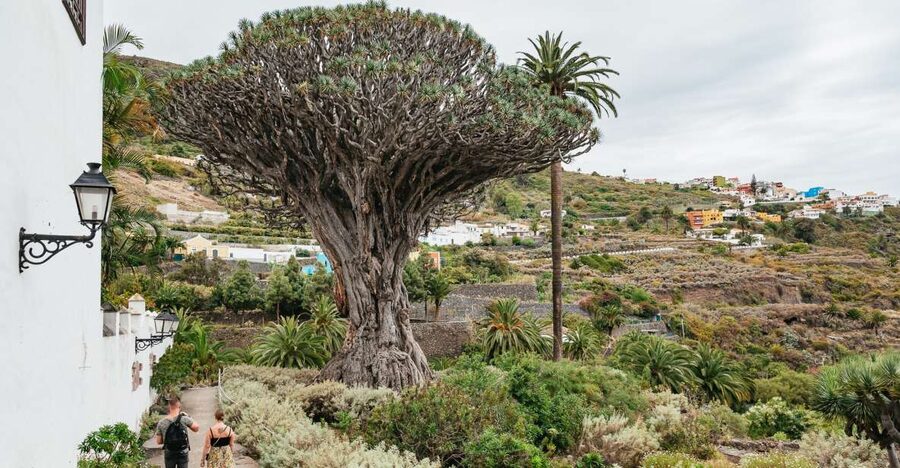 Icod de los Vinos: Dragon Tree & Botanical Garden Ticket - Key points I’d put at the top