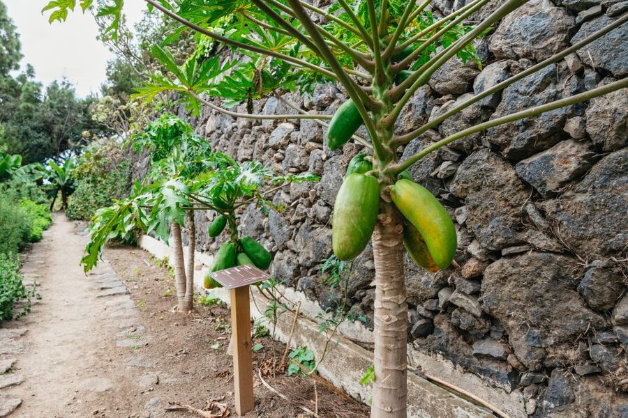 Icod de los Vinos: Dragon Tree & Botanical Garden Ticket - Why the Drago Milenario feels different in person