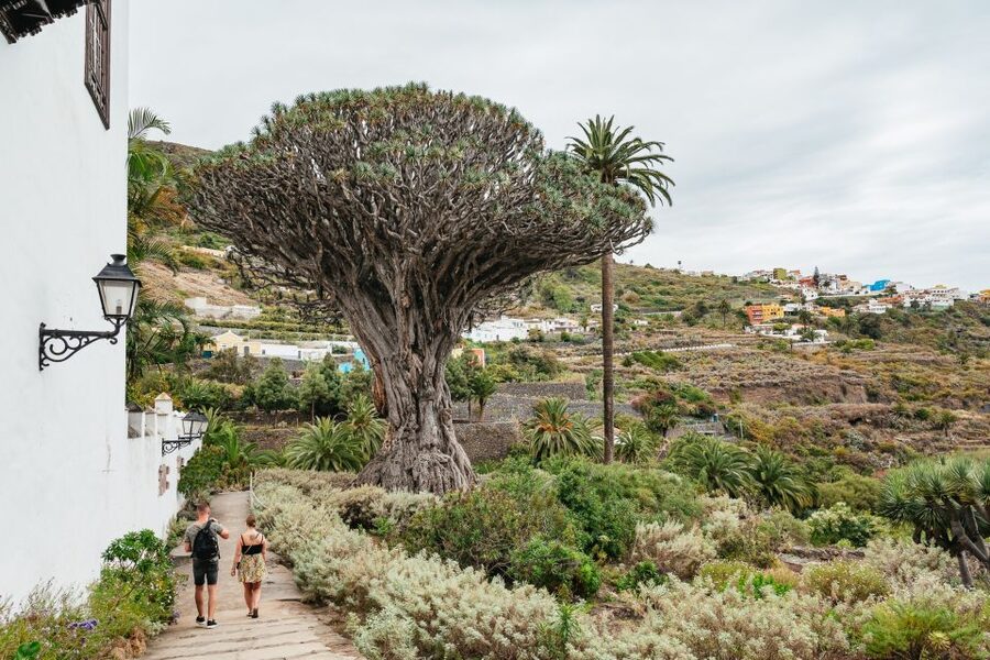 Icod de los Vinos: Dragon Tree & Botanical Garden Ticket - A realistic 1-day plan that fits your pace