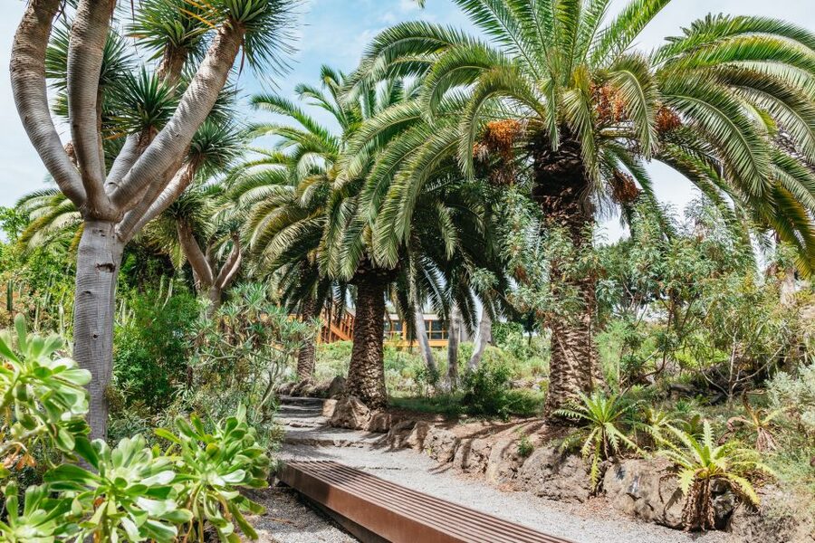 Icod de los Vinos: Dragon Tree & Botanical Garden Ticket - Who this suits best (and who should think twice)