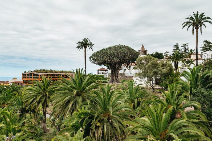 Icod de los Vinos: Dragon Tree & Botanical Garden Ticket - Timing and starting points without the guesswork