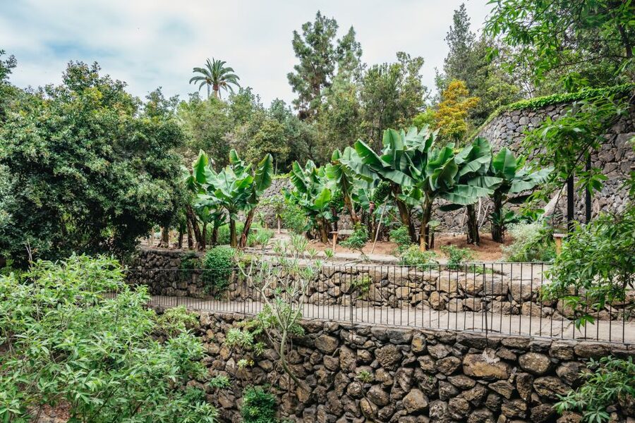 Icod de los Vinos: Dragon Tree & Botanical Garden Ticket - Should you book the Icod de los Vinos Dragon Tree & Botanical Garden ticket?