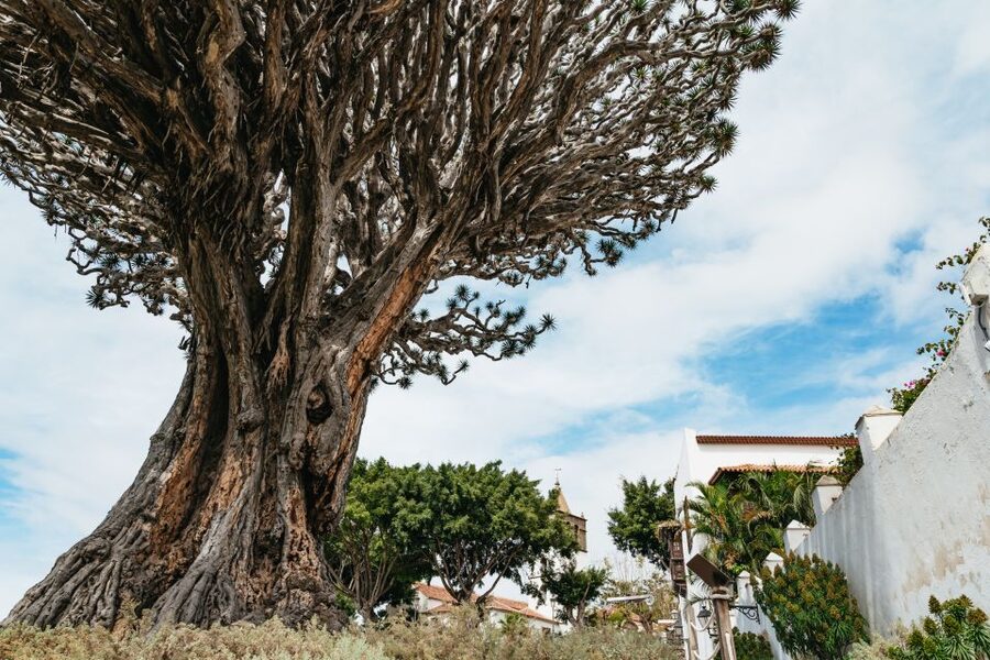 Icod de los Vinos: Dragon Tree & Botanical Garden Ticket - Botanical garden zoning: what you’ll do once you’ve seen the dragon tree